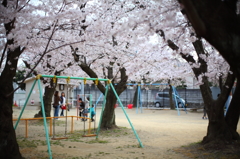 ブランコと桜