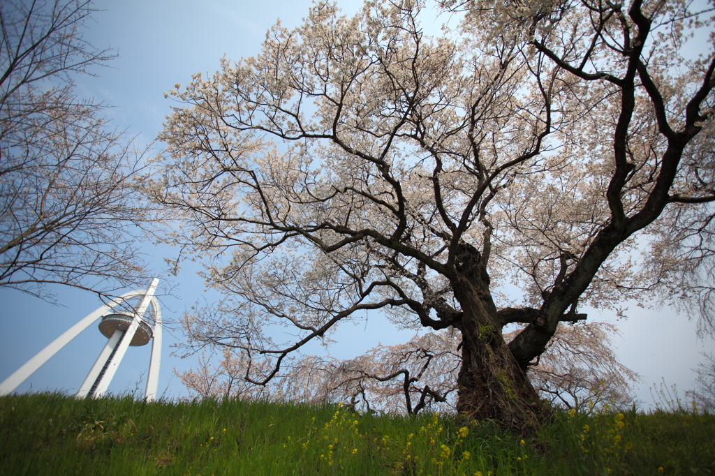 桜と菜の花と138タワー