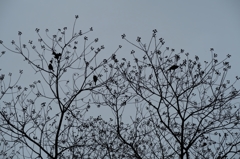枝と実と小鳥