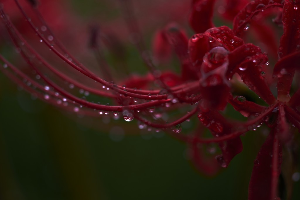 秋雨に濡れて