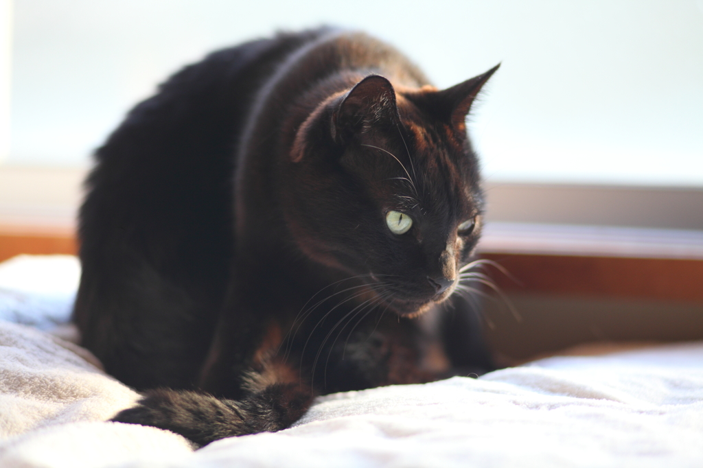 ヨガする黒猫