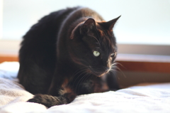 ヨガする黒猫