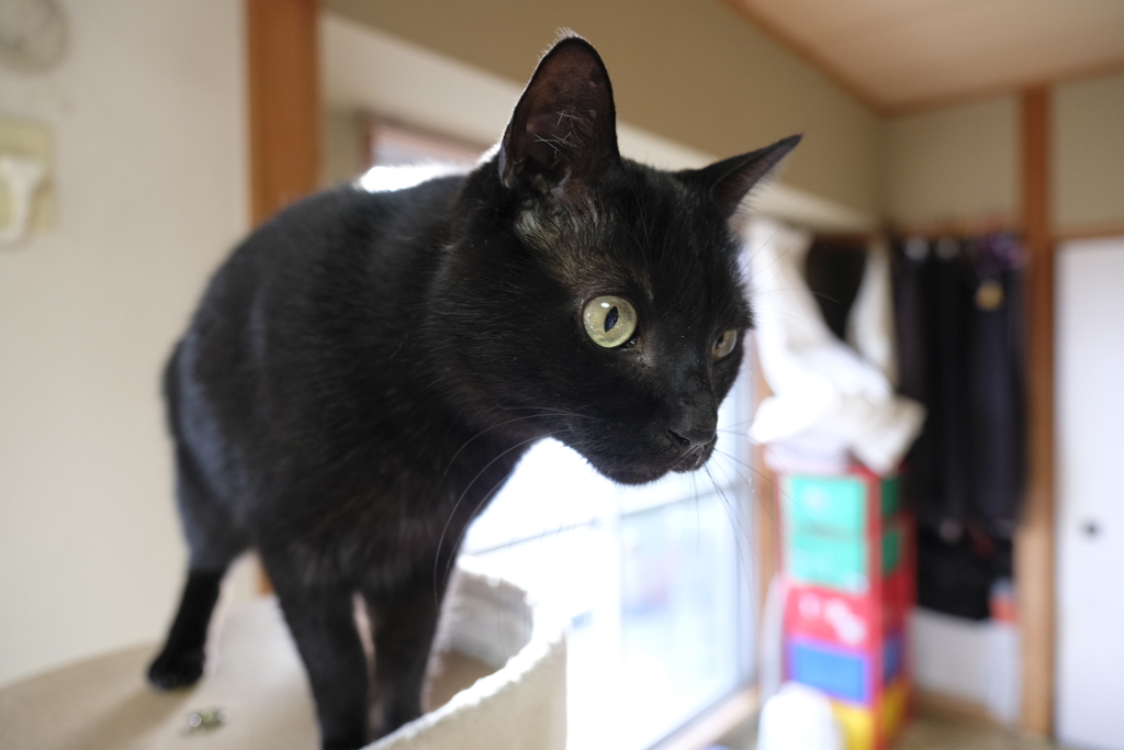 猫の日三連投-ルナ-