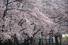 惑星と桜