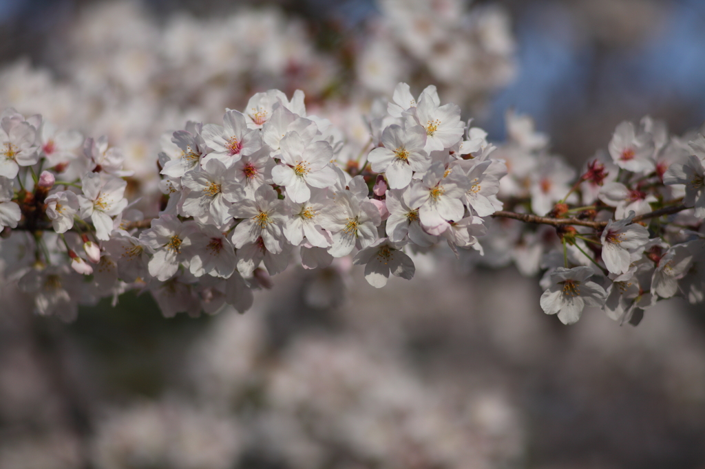 近所の桜