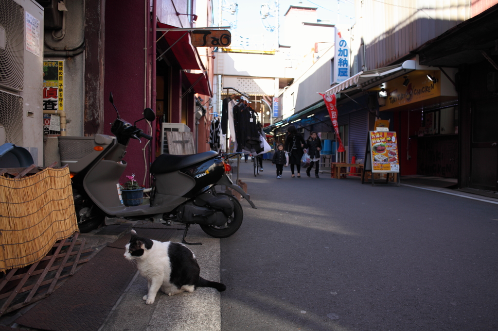 初野良猫