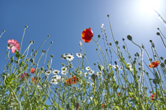 青空に咲く花