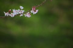 桜と新緑