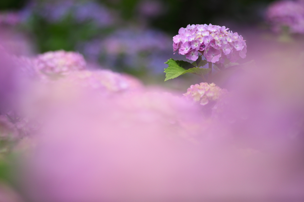 雲の上