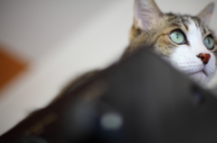 アンプの上の猫