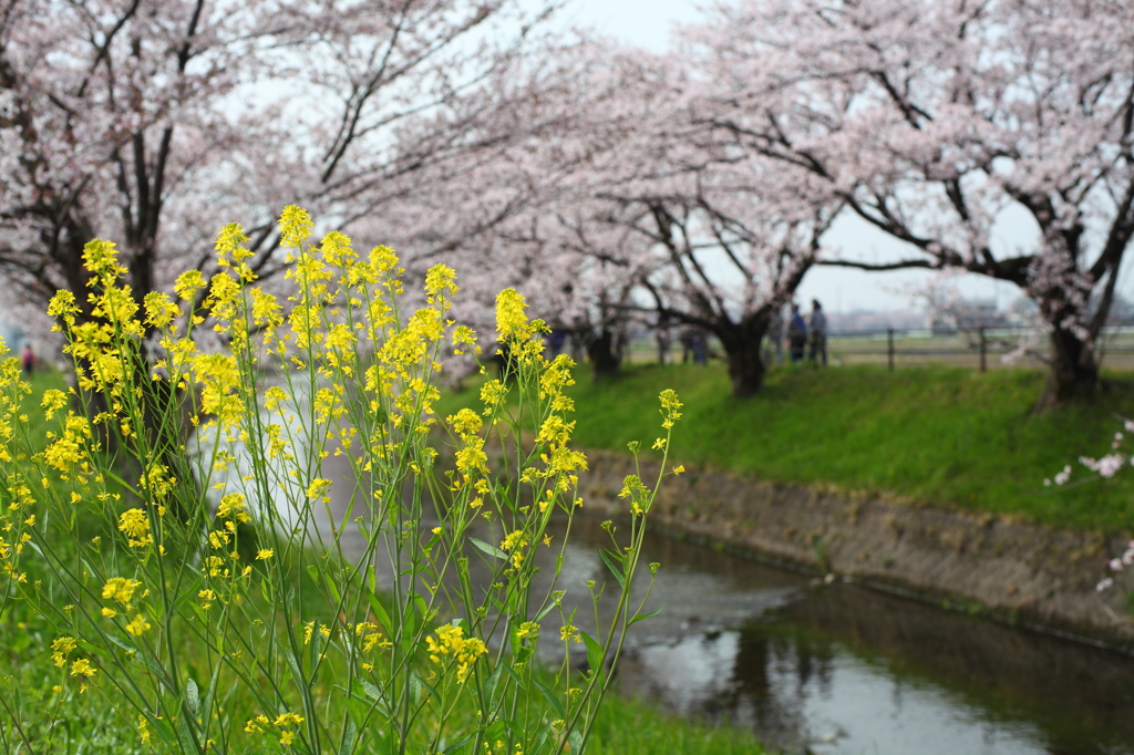 桜