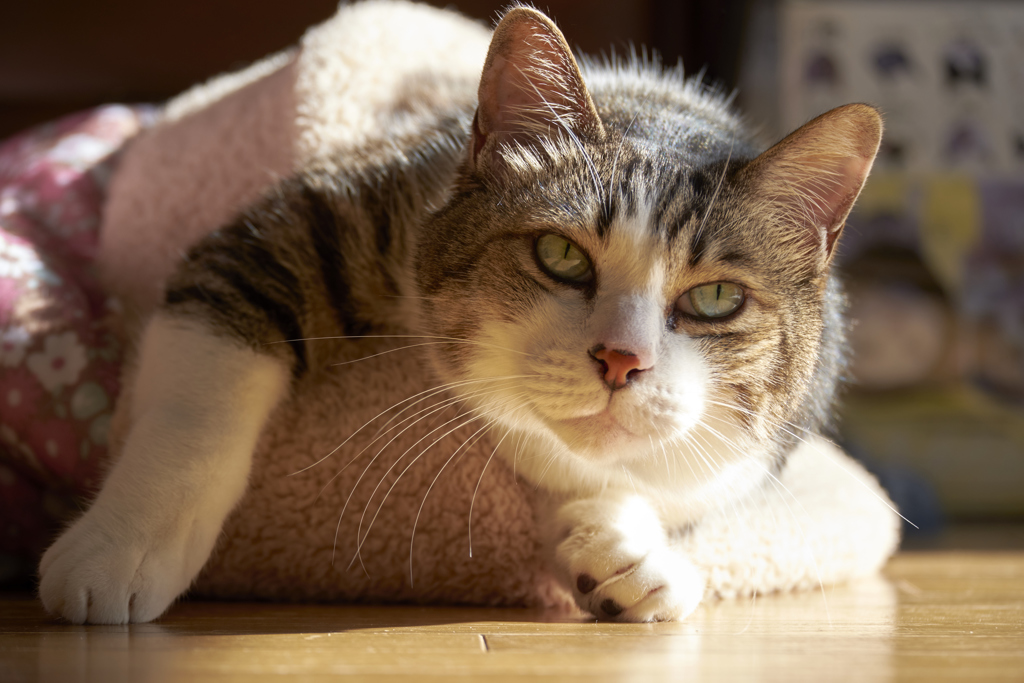 ちぐらの中でもがく猫