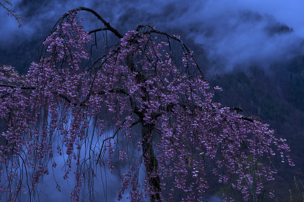 高地に咲く枝垂桜
