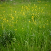 菜の花