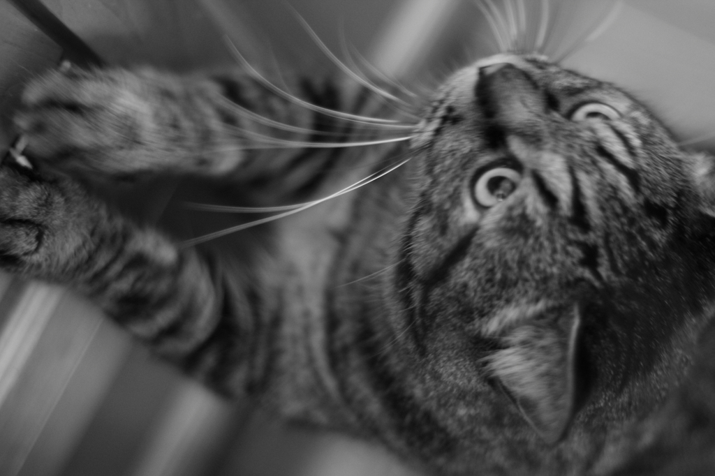 爪とぎする猫