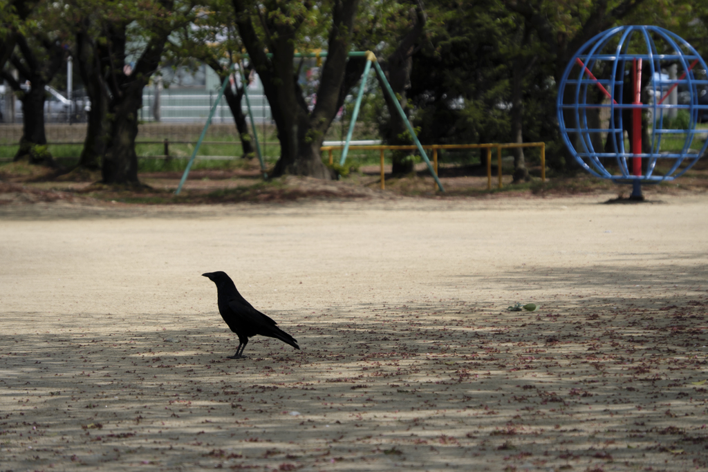 カラス