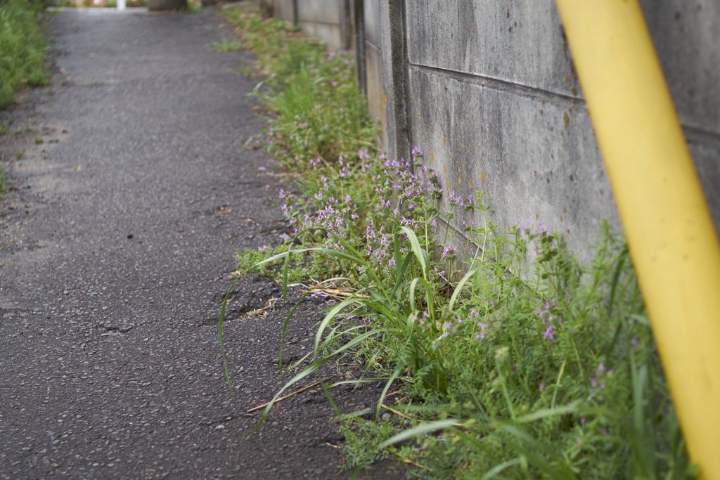 自転車すら通らない道端に