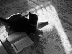 勉強の邪魔をする猫