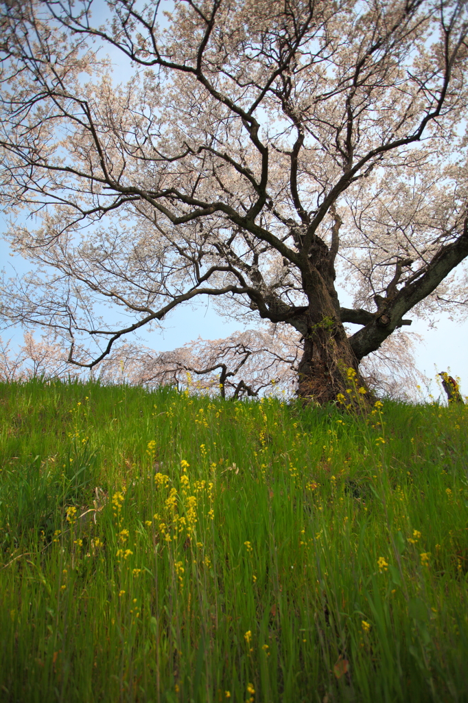 桜と菜の花
