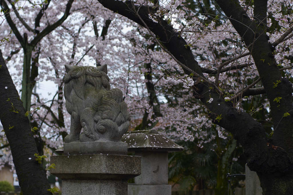 狛犬の花見