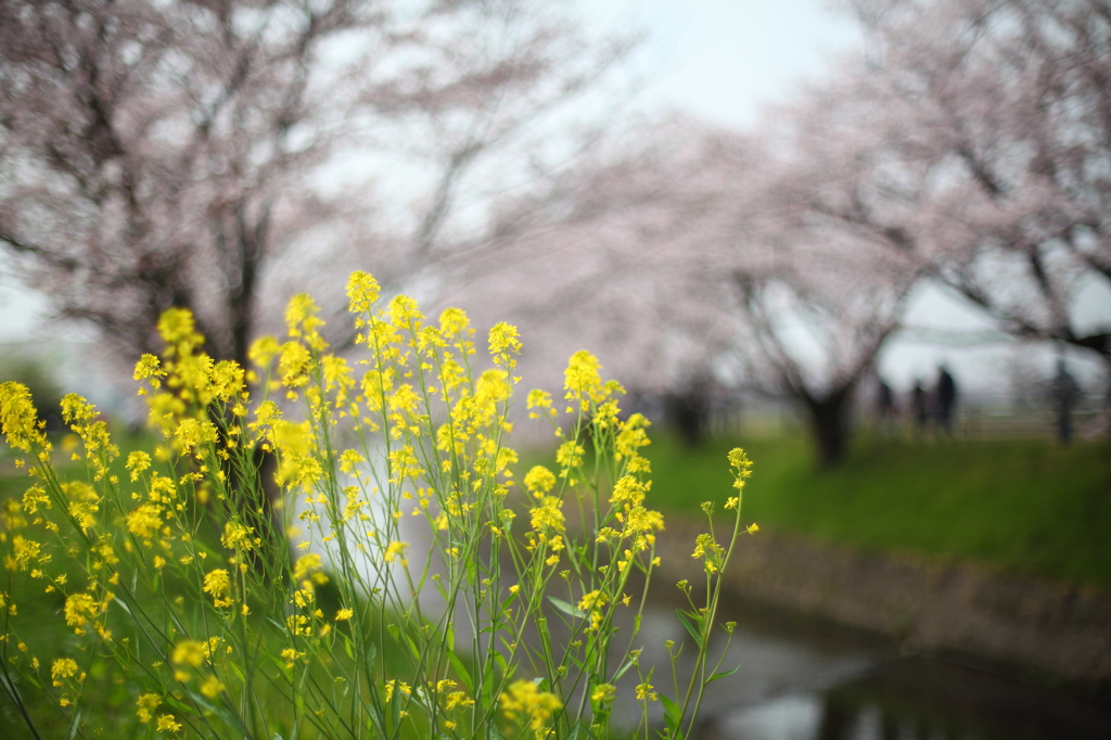 桜と菜の花
