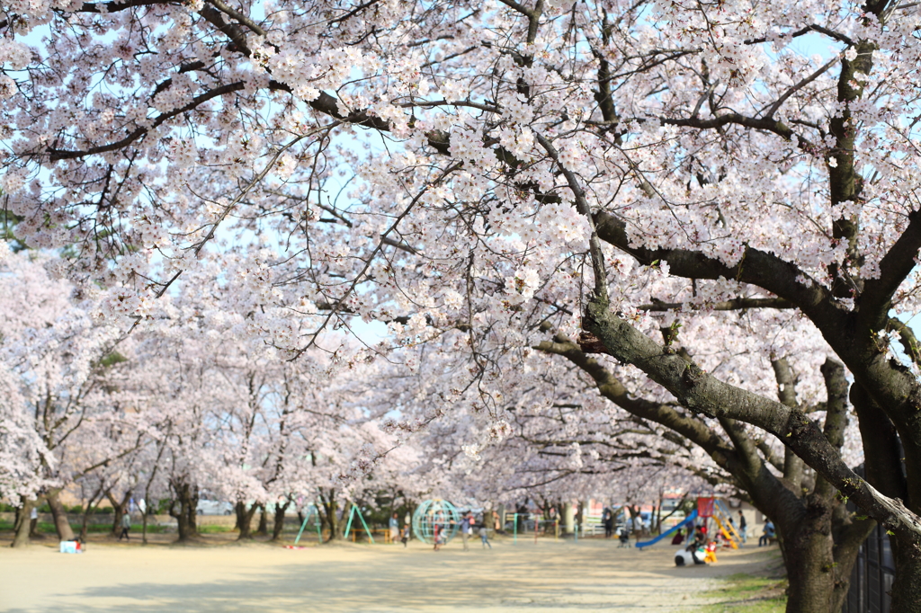 近所の桜