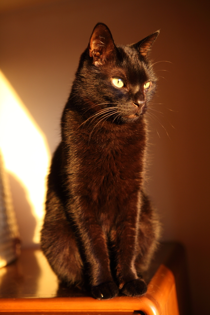 夕日に染まる黒猫