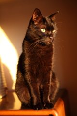 夕日に染まる黒猫
