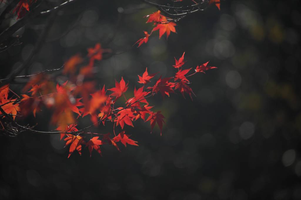 紅葉④