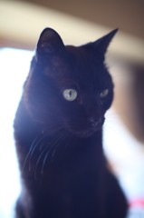 猫と光