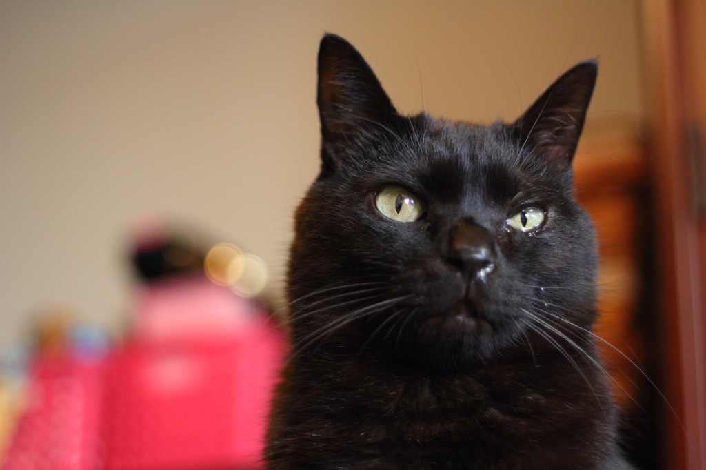 黒猫