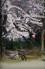 桜とチャリ