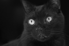 the 黒猫