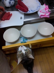 マグロはよー