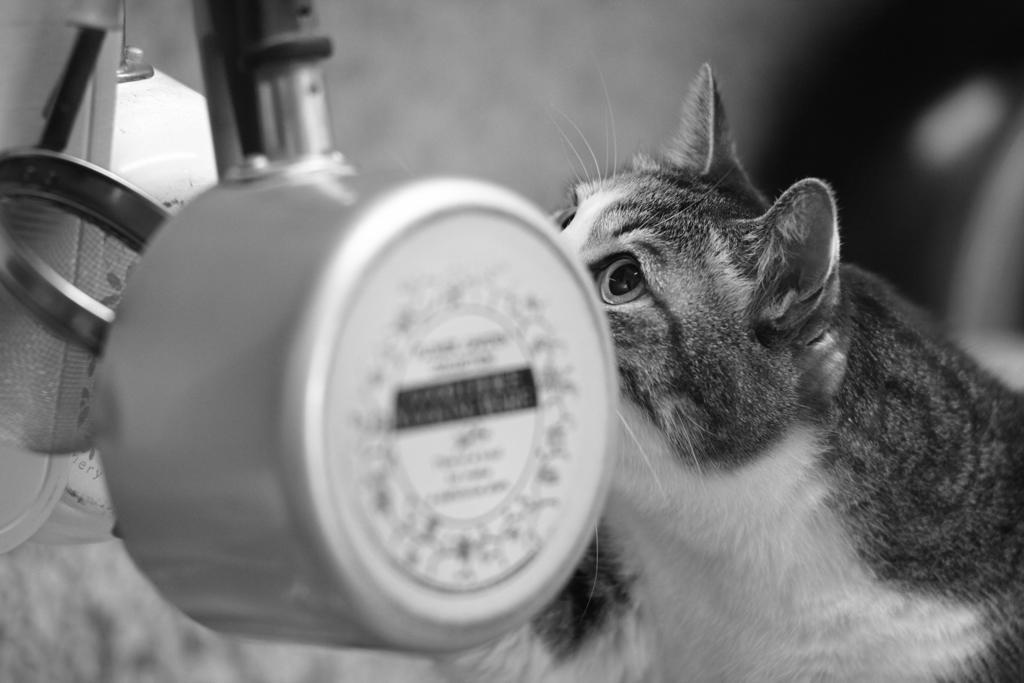 いたずらの最中