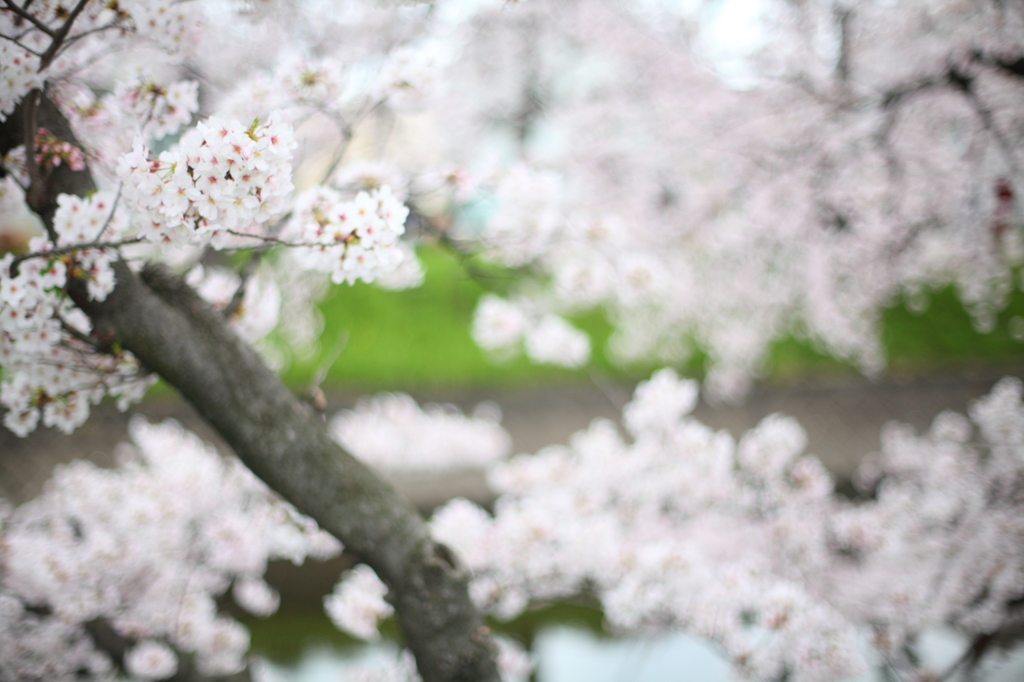 桜
