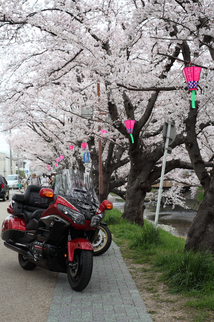 バイクも花見