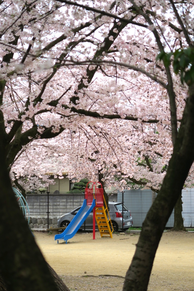 今日の桜