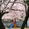 今日の桜