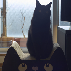 黒猫の上の黒猫
