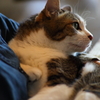 デレ