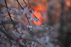 朝日に染まる桜