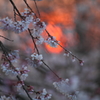 朝日に染まる桜