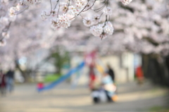 近所の桜