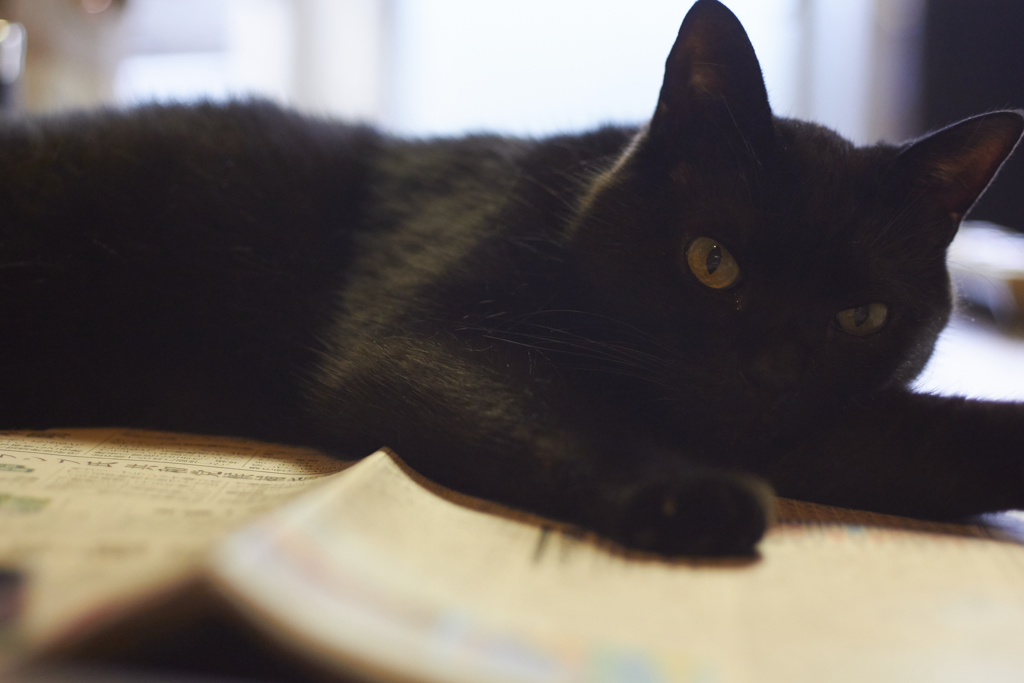 新聞は…
