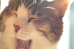 グァッ