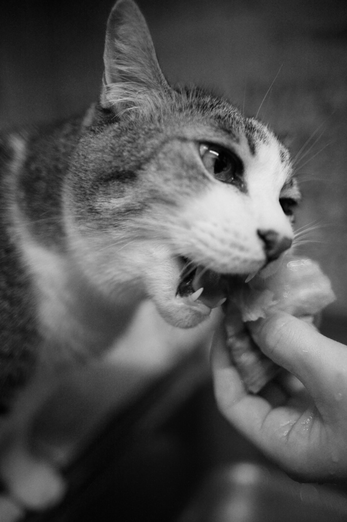 野菜が好きな猫