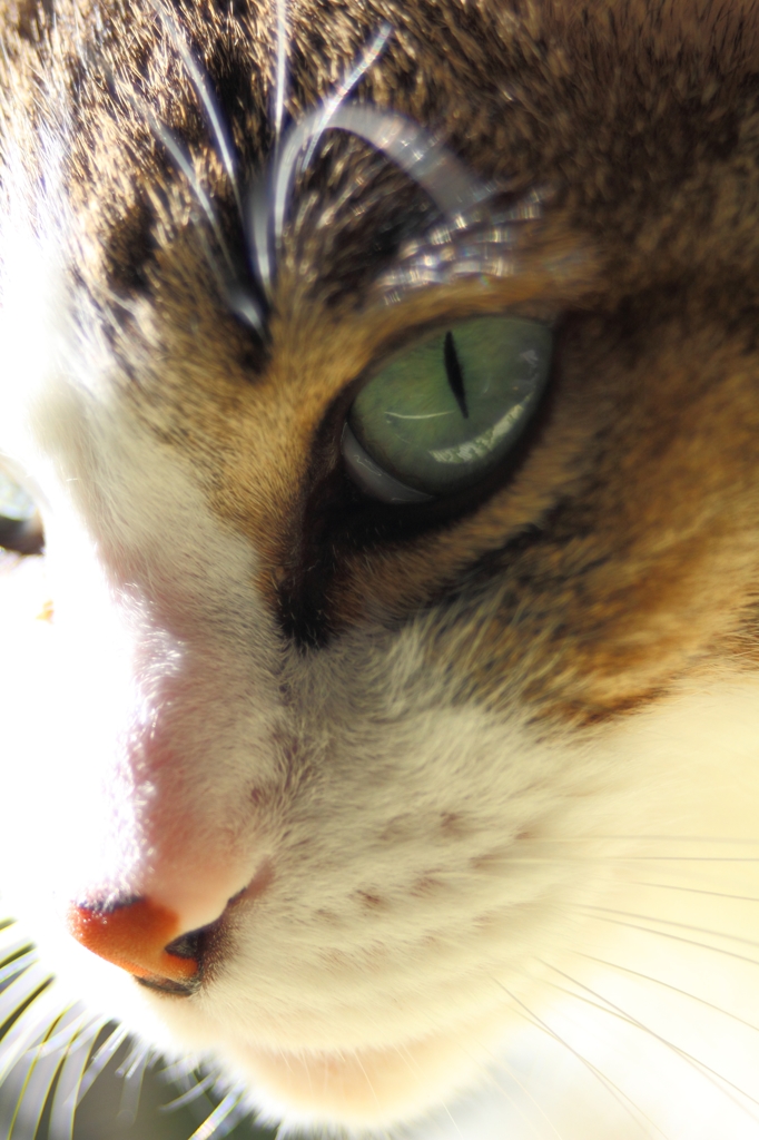 eye