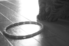 猫と謎の輪