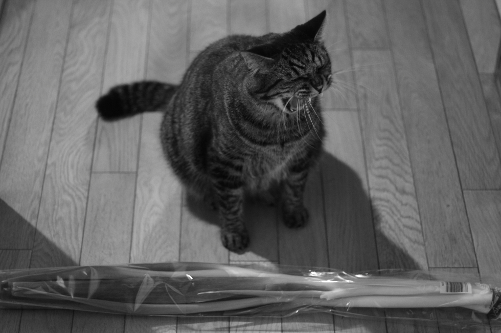 野菜が嫌いな猫